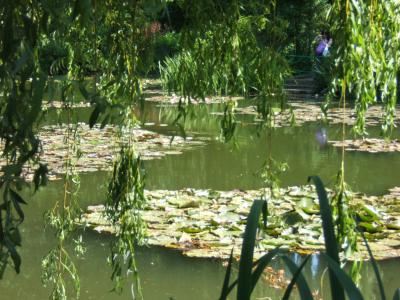 le saule et les nymphéas dans le jardin d'eau de Monet